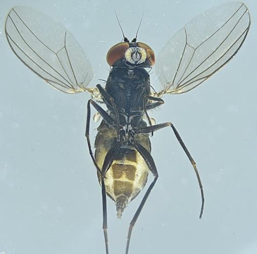 Réf. 353 198 : Medetera sp.